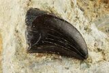 Serrated, Tyrannosaur Tooth In Rock - Two Medicine Formation #192638-1